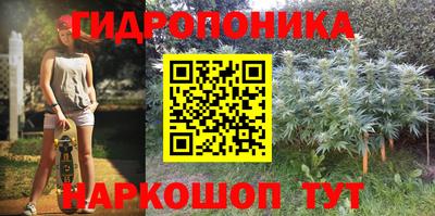 бошки Кингисепп